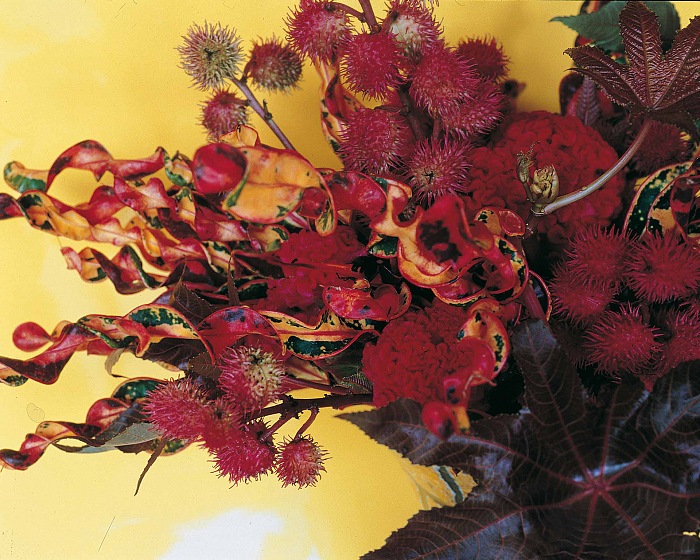Nobuyoshi Araki, from the series Flowers.  Nobuyoshi Araki/Courtesy Fondazione Cassa di Risparmio di Modena