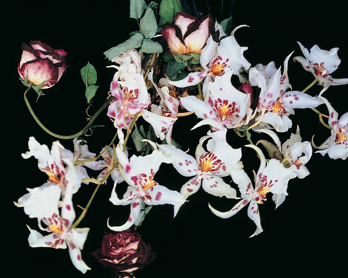 Nobuyoshi Araki, from the series Flowers.  Nobuyoshi Araki/Courtesy Fondazione Cassa di Risparmio di Modena